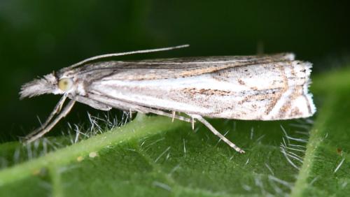 Crambus lathoniellus